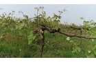 Van Buren County, Michigan farmland - LAND AUCTION - 194+/- ACRES OFFERED IN 5 TRACTS IN VAN BUREN COUNTY, MICHIGAN